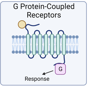 <p>Ligand binding activates the G-protein, which interacts with the effector</p><p></p>