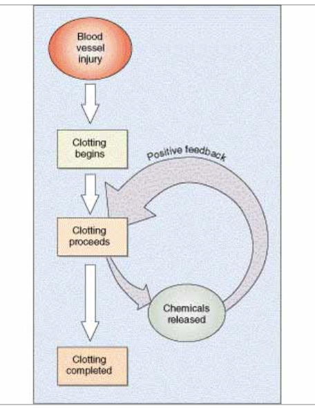 Positive Feedback System