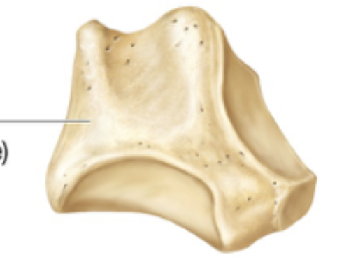 <ul><li><p>same length and width</p></li><li><p>cube shaped</p></li></ul><p></p>