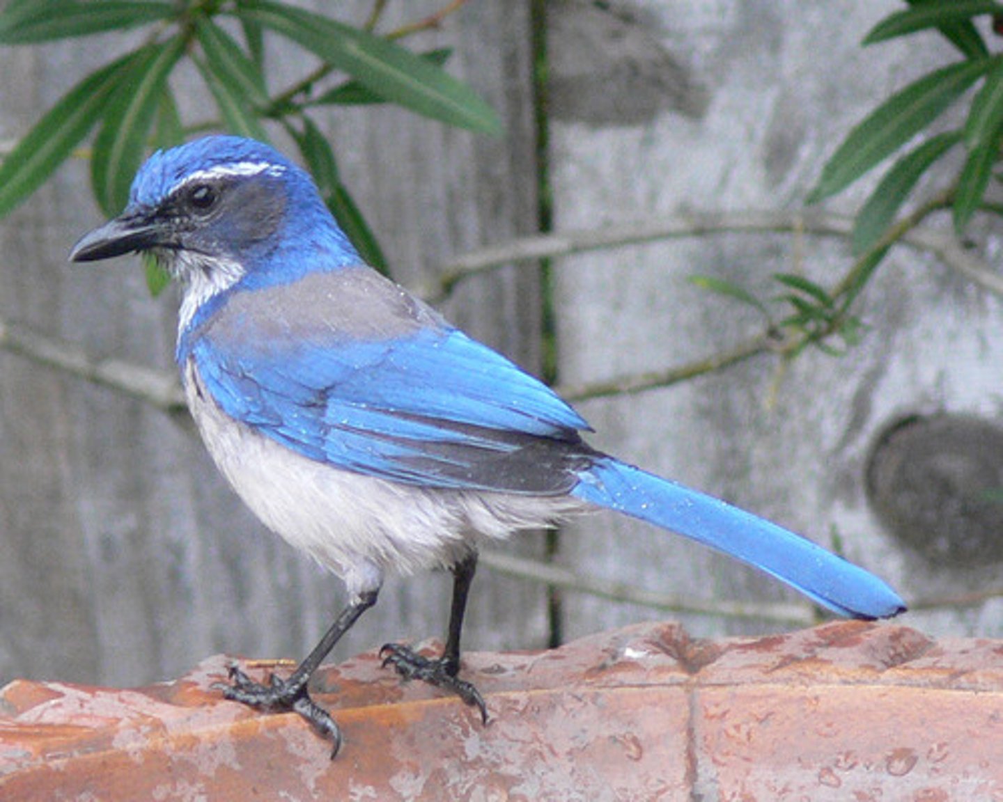 <p>California Scrub-Jay</p>