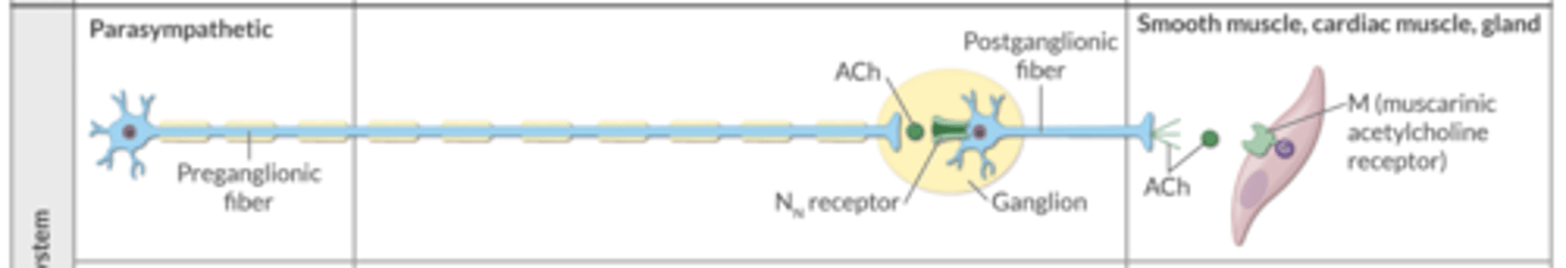 <p>preganglionic fiber = longer </p>