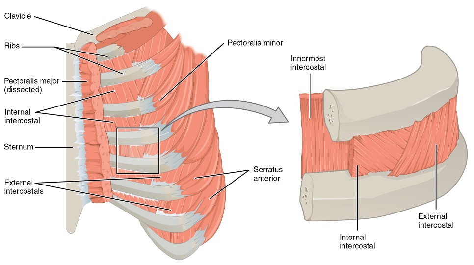 <p>(innermost intercostal, internal intercostal, external intercostal)</p><p><strong>origin:</strong> upper limb muscles attach to thoracic cage</p><p><strong>innervation:</strong> intercostal nerves, posterior rami of T1-T11</p><p><strong>action: </strong>elevate ribs during inspirations, depress ribs</p>