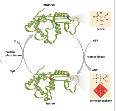 <ul><li><p>can cause protein to change shape</p></li><li><p>phosphorylates side chain can be part of motif to facilitate formation of a multiprotein complex</p></li><li><p>phosphorylated side chain can promote dissociation of a multiprotein complex</p></li></ul><p><strong>AA:</strong> Ser, Thr, Tyr</p><ul><li><p><strong>Kinase</strong> catalyze addition of phosphate group</p><ul><li><p>2 protein kinase groups</p><ul><li><p>phosphorylate serine/threonine side chains</p></li><li><p>phosphorylate tyrosine side chain</p></li></ul></li></ul></li><li><p><strong>phosphatase</strong> remove phosphate</p><ul><li><p>less specif</p></li></ul></li></ul><p></p>