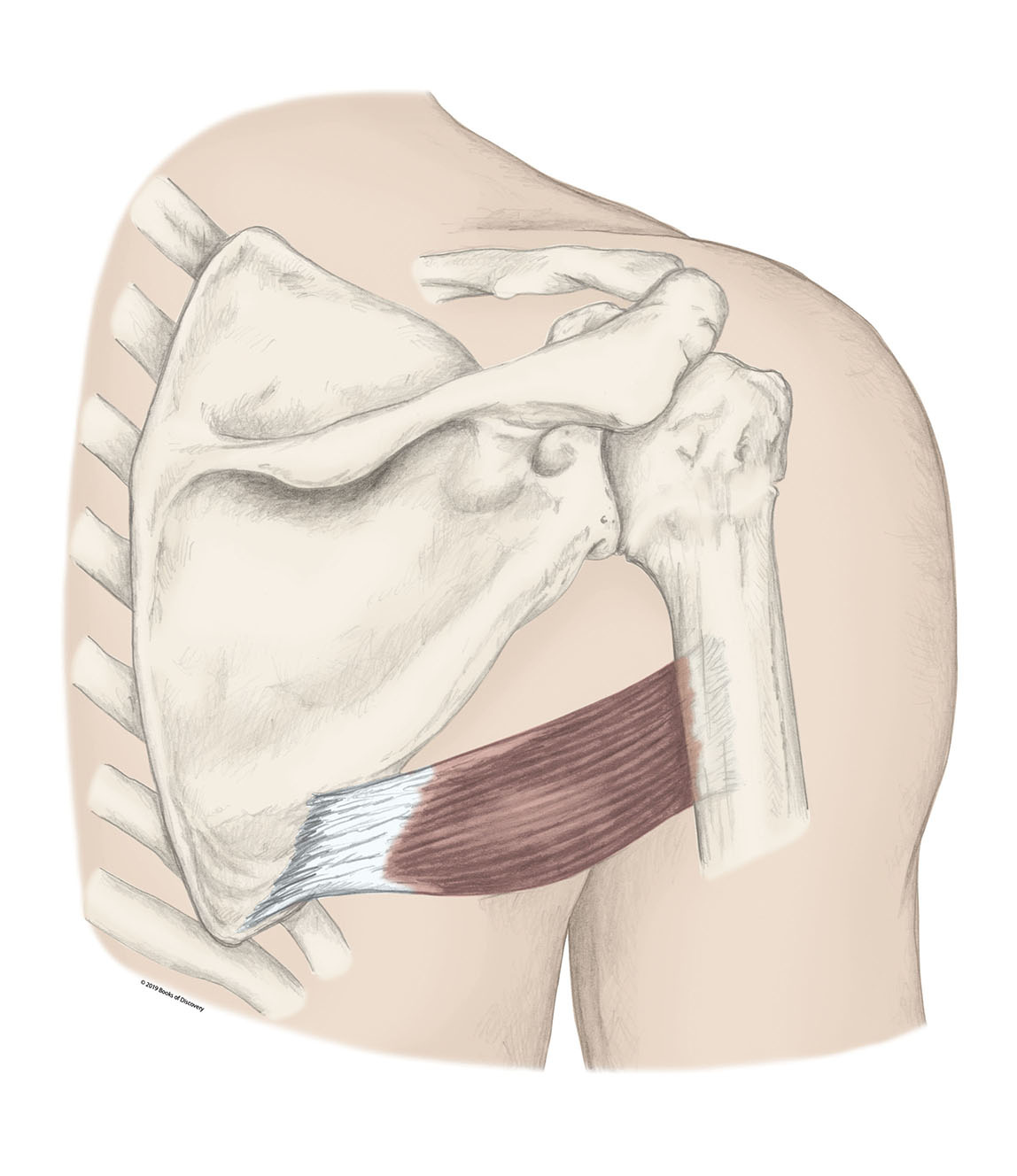 <p>Teres Major </p>
