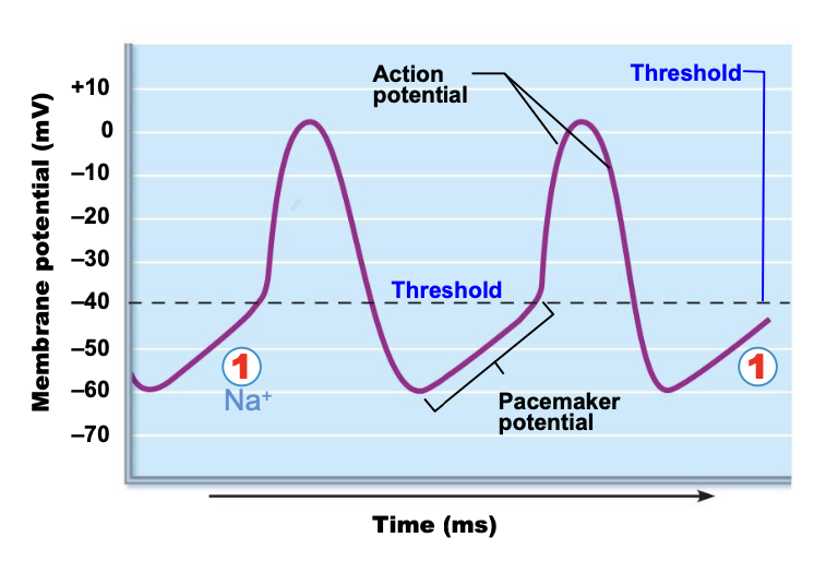 <p>after repolarization, slow sodium channels stay open and sodium slowly leaks in and the membrane becomes more positive and reaches </p>