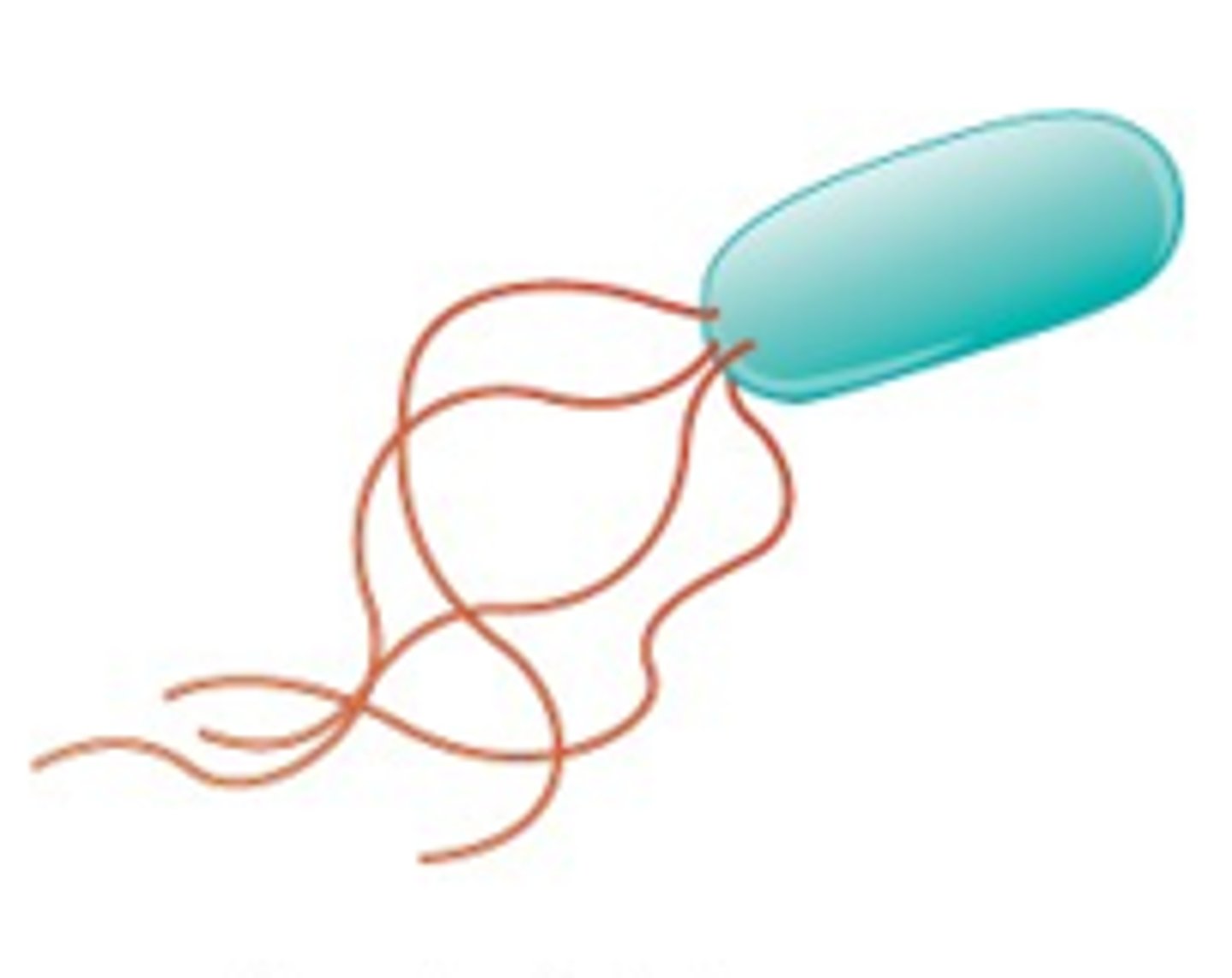 <p>Lophotrichous</p>