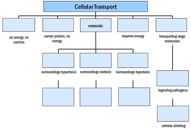 Move the terms into the correct empty boxes to complete this concept map describing cellular transport.