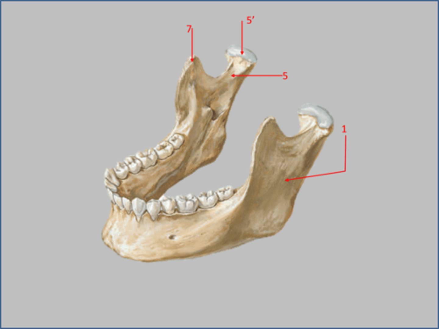 <p>7</p>