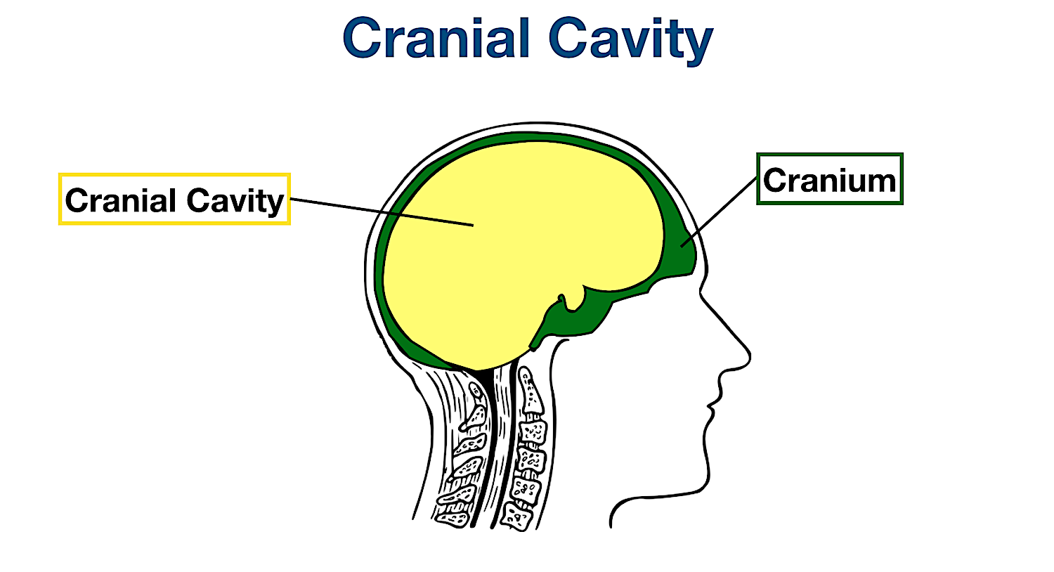 <p>Where the brain is enclosed within the skull. </p>