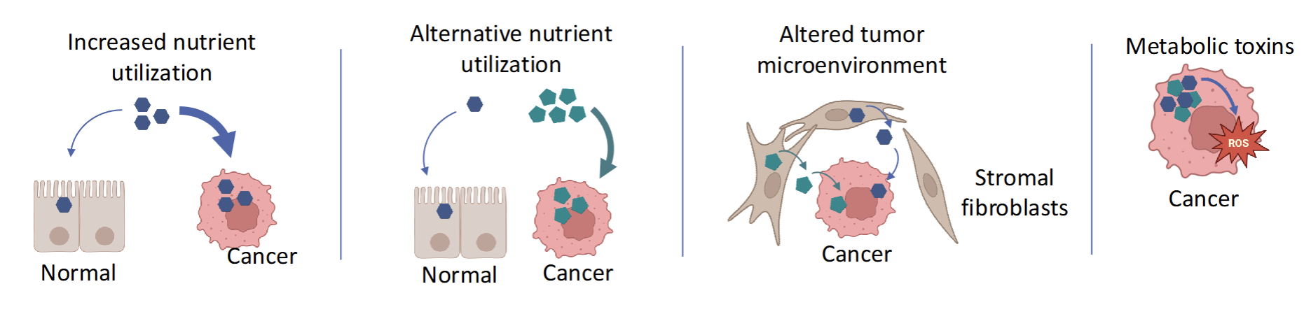 <p>increased nutrient utilization</p><p>alternative nutrient utilization</p><p>altered tumor microenvironment</p><p>metabolic toxin</p>