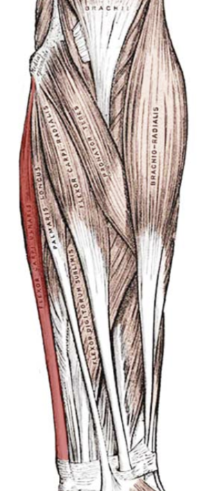 <p>flex wrist</p>