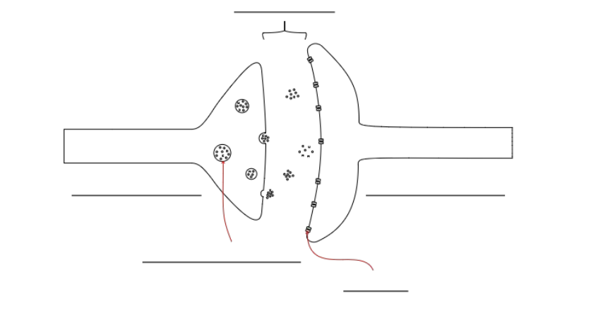 <p>Label this diagram of a synapse</p>