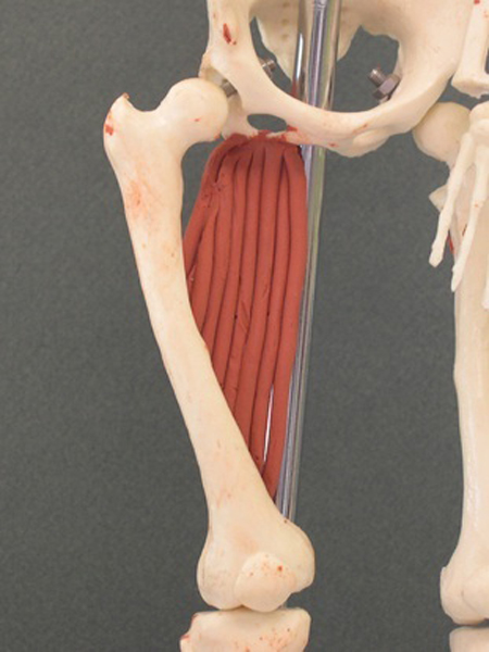 <p>extends hip, adducts leg</p>