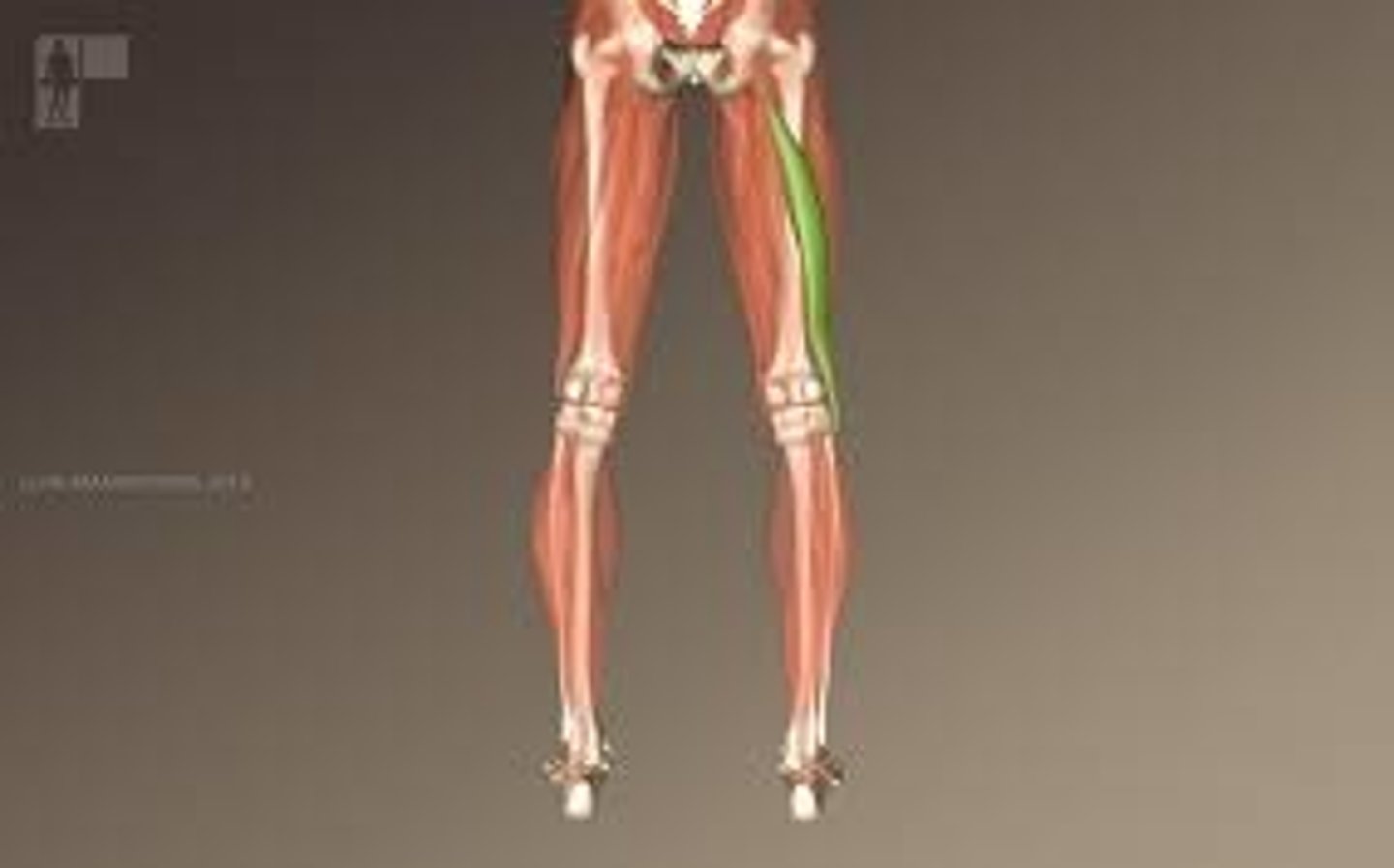 <p>posterior hamstring, big, more lateral</p>