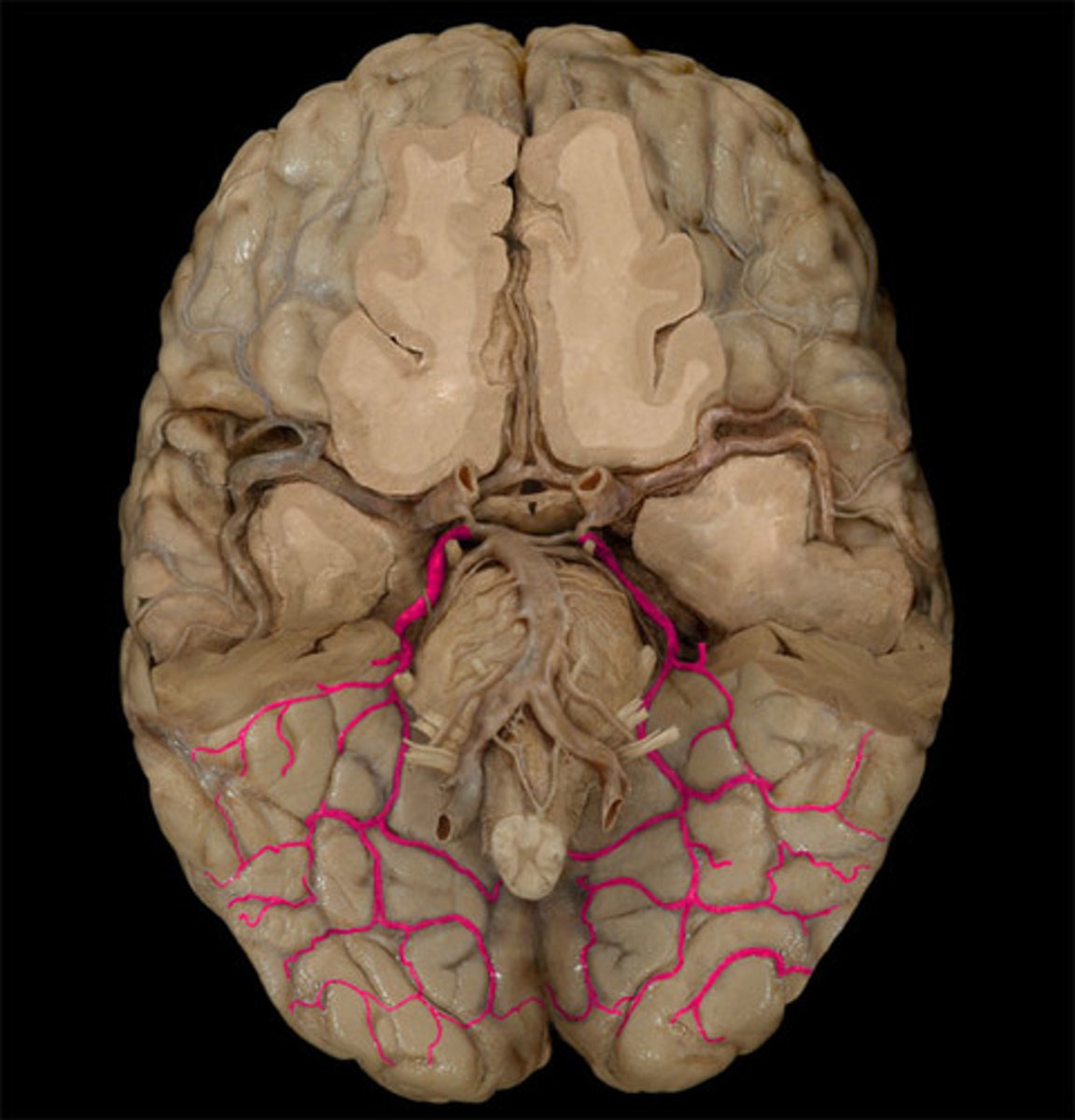 <p>supplies blood to</p><p>occipital lobe</p><p>medial and inferior temporal lobe</p>