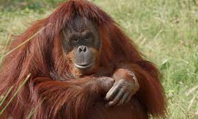 Orangutans (pongo)