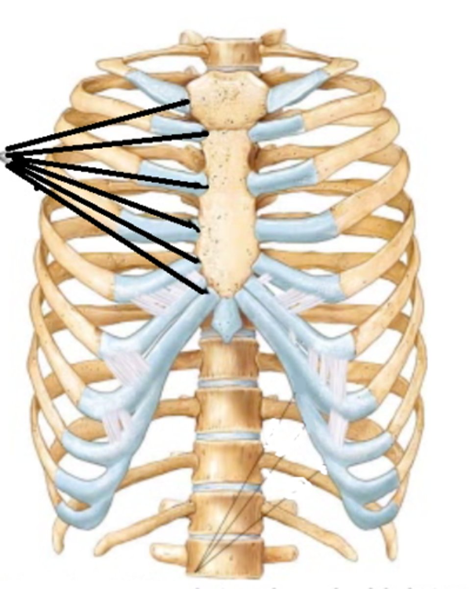 <p>along the lateral aspect of the sternum: should feel a "step" when palpating from medial to lateral</p><p>palpate through 2-7</p>