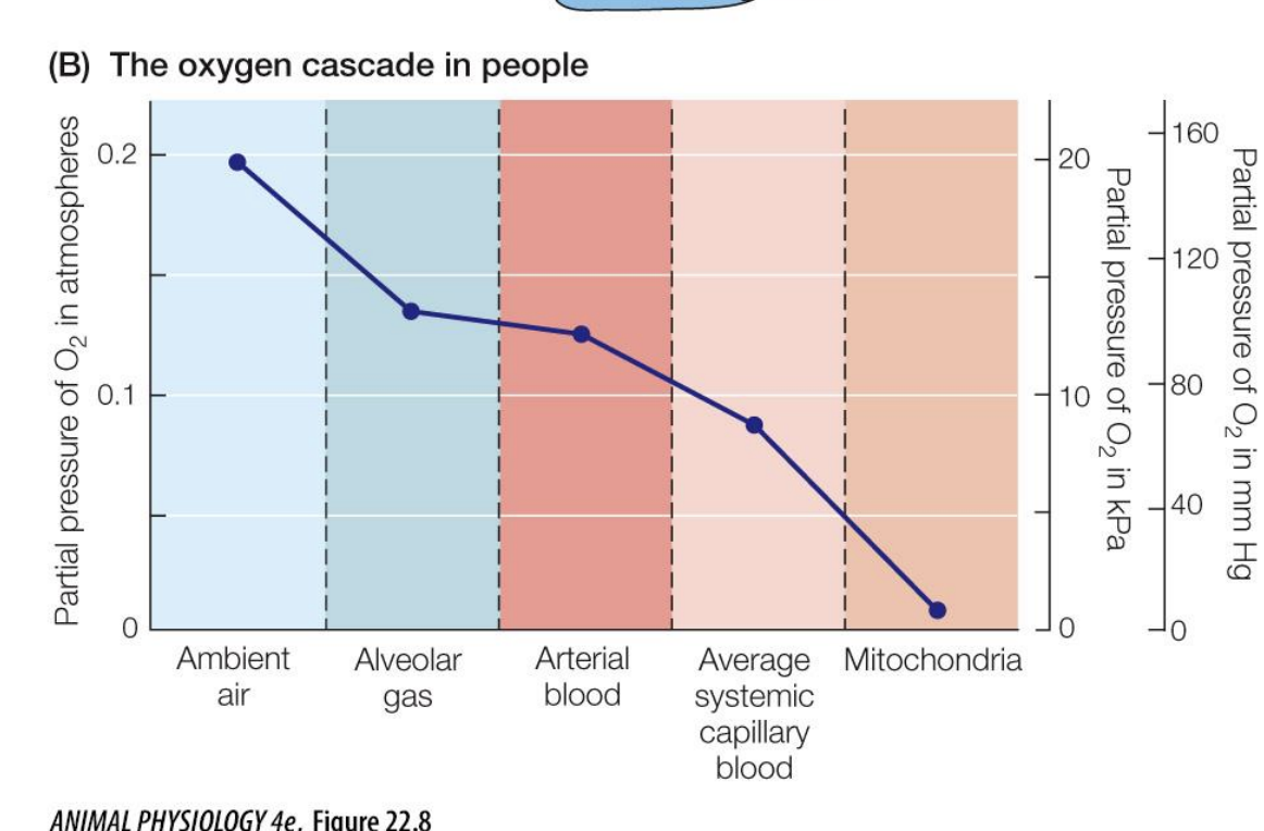 <p>it is always passive, and the partial pressure of O2 will only go down as it travels from the air to the alveolar to the arterial blood to systemic capillaries to the target tissue</p>