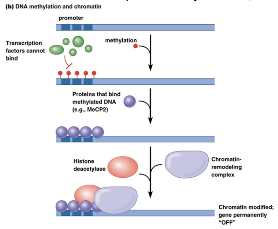 <ul><li><p><span style="background-color: transparent;"><span>This generally occurs in Eukaryotes on cytosine bases. It generally leads to gene repression</span></span></p></li><li><p><span style="background-color: transparent;"><span>Commonly occurs on CpG regions of the genome. P stands for the phosphodiester bond between C and G</span></span></p></li><li><p><span style="background-color: transparent;"><span>Methyl binding to C’s changes the binding potential for DNA-protein interactions. In many cases, it increases binding potential of repressor proteins, like histone deacetylase, which makes genes more compact.</span></span></p></li><li><p><span style="background-color: transparent;"><span>Can be replicated after cell division. This is also because DNA replication is semi-conservative. Parent strands maintain their methylation even when bound to newly synthesized strands. Methylation is read and placed on the palendromic C’s of the newly synthesized strand so you end up with the same methylation on both strands after replication</span></span></p></li></ul><p></p>