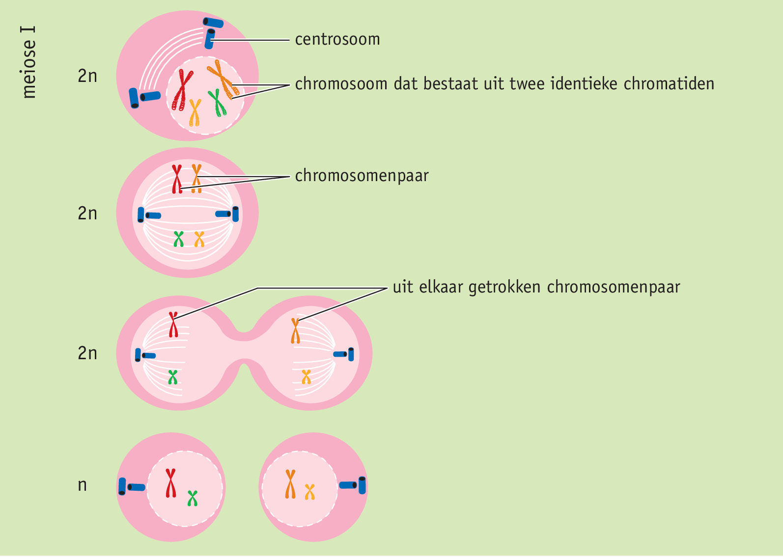 <p><span>Start met één diploïde cel waarvan elk chromosoom is gekopieerd en dus bestaat uit twee chromatiden. Door trekdraden worden de chromosomenparen van elkaar weggetrokken. Vervolgens deelt deze diploïde cel zich in twee haploïde cellen. In iedere haploïde cel zit nu één set chromosomen, waarbij elk chromosoom nog steeds bestaat uit twee chromatiden.</span></p>