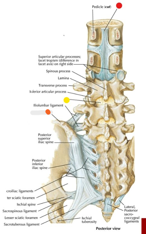 <p>What is the structure at the yellow dot? </p>