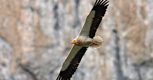 <p>Egyptian Vulture</p>