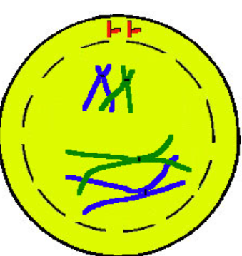 <p>1 - before</p><ul><li><p>DNA begins to condense from chromatin → chromosomes/chromatid and line up with homologous pairs → each pair undergoes crossing (2 homologous chromosomes = <strong>tetrad (</strong><span>a group or set of four)</span></p></li></ul><ul><li><p>nuclear membrane + nucleolus dissolves</p></li><li><p>centrioles grow spindle fibers + push centrioles to poles</p></li></ul><p></p>