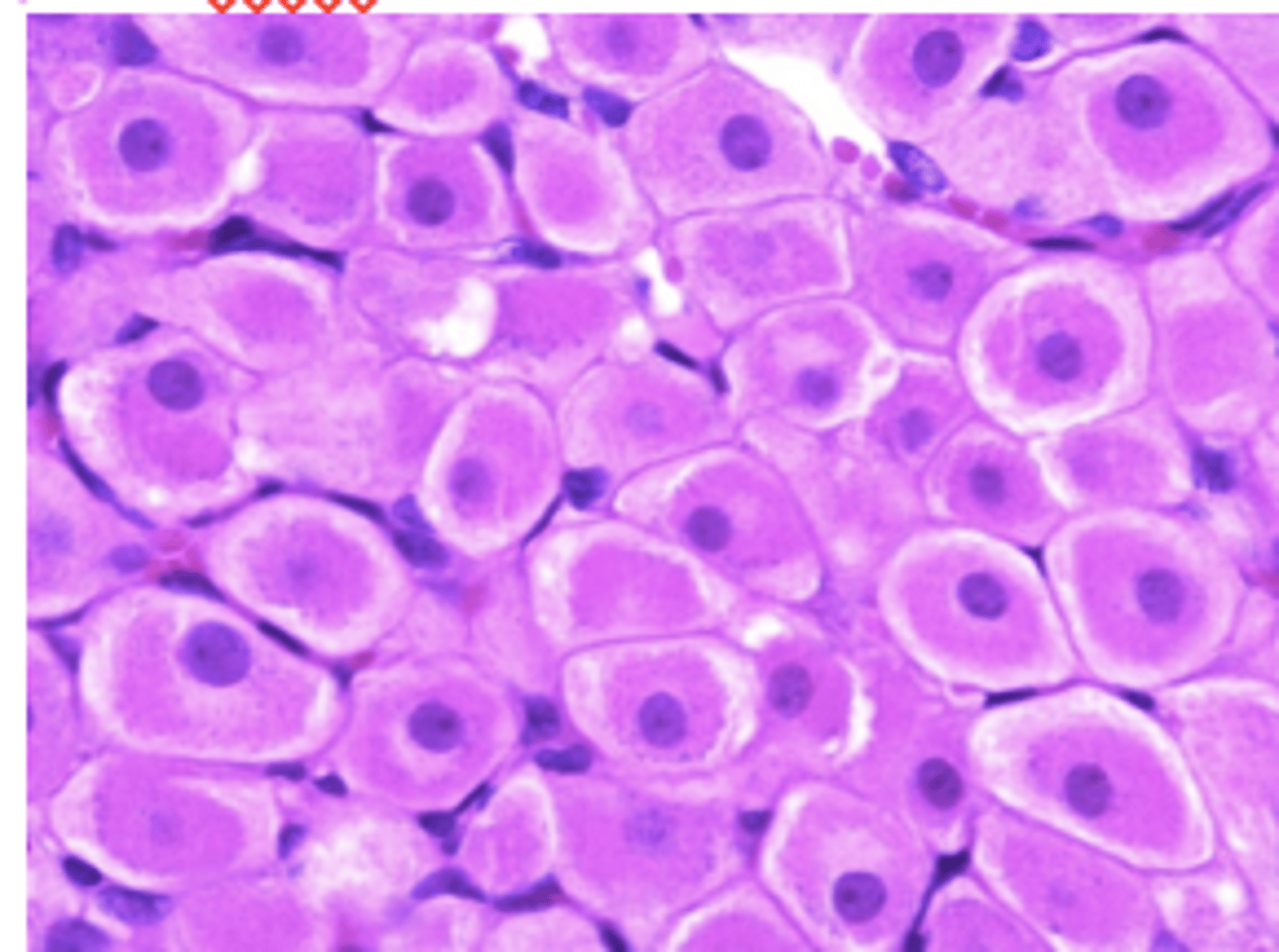 <p>How do cells with well-developed smooth ER appear under light microscopy?</p>