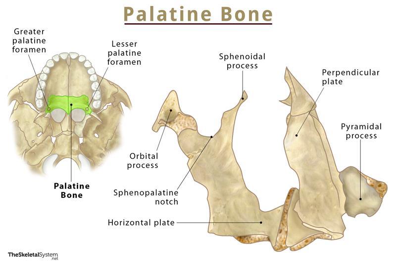 <p>Palatine Bone</p>