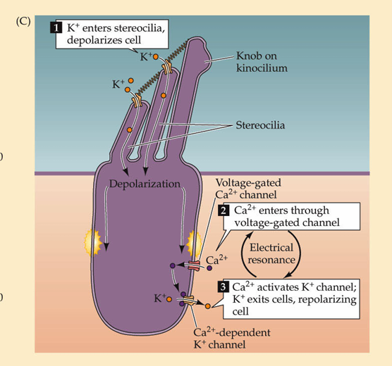 <p>K+ influx and Ca2+ entry into the cell</p>