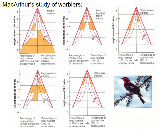 <ul><li><p>five warbler species coexist in boreal forest of New England</p></li><li><p>all eat insects and are about the same size</p></li><li><p>how can they coexist if they utilize the same trees and compete for food?</p></li><li><p>MacArthur showed that each species occupies a different portion of the tree</p></li><li><p>There are also some slight differences in nesting dates</p></li><li><p>he suggested that these differences allow the species to coexist</p></li></ul>