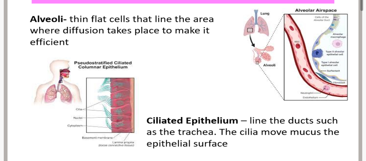 <p>Give 2 examples of epithelial tissue snd what they do?</p><p>What is the function of the xylem tissue in plants?</p>