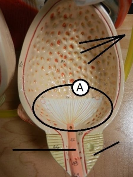 <p>triangular region of the base of the urinary bladder</p>