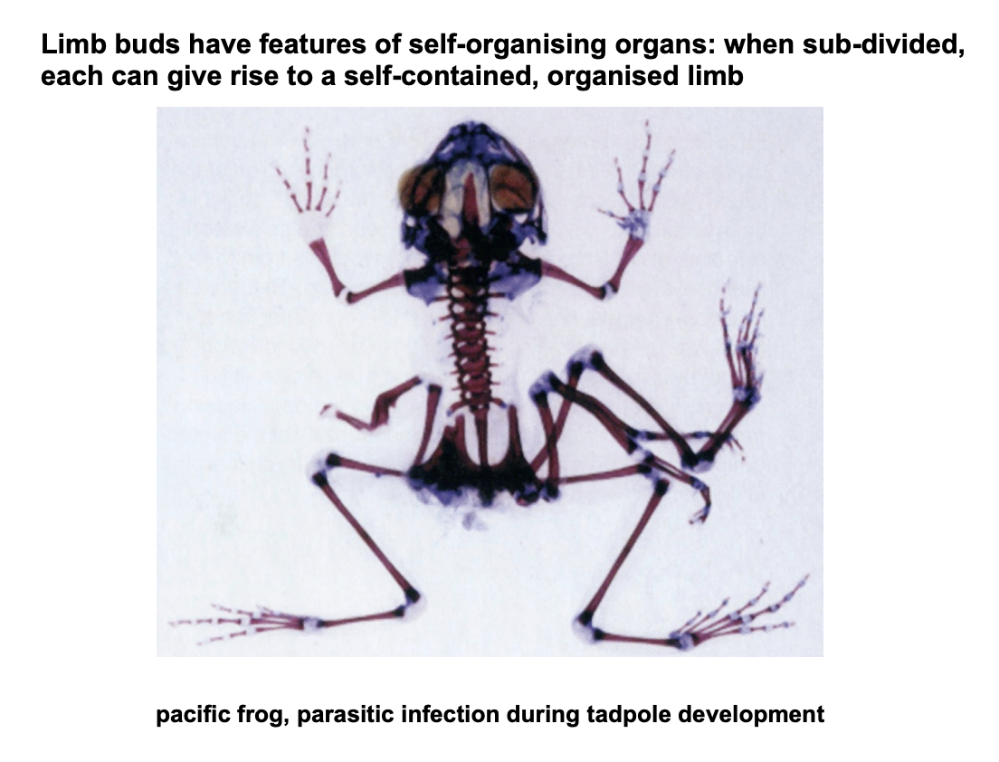 <ul><li><p>Example of how one mutation/paraite</p></li><li><p>Can cause rise of self-contained organised limb</p></li></ul><p>WHY?→ limb buds have features of <strong>self-organising organs</strong></p><p></p>