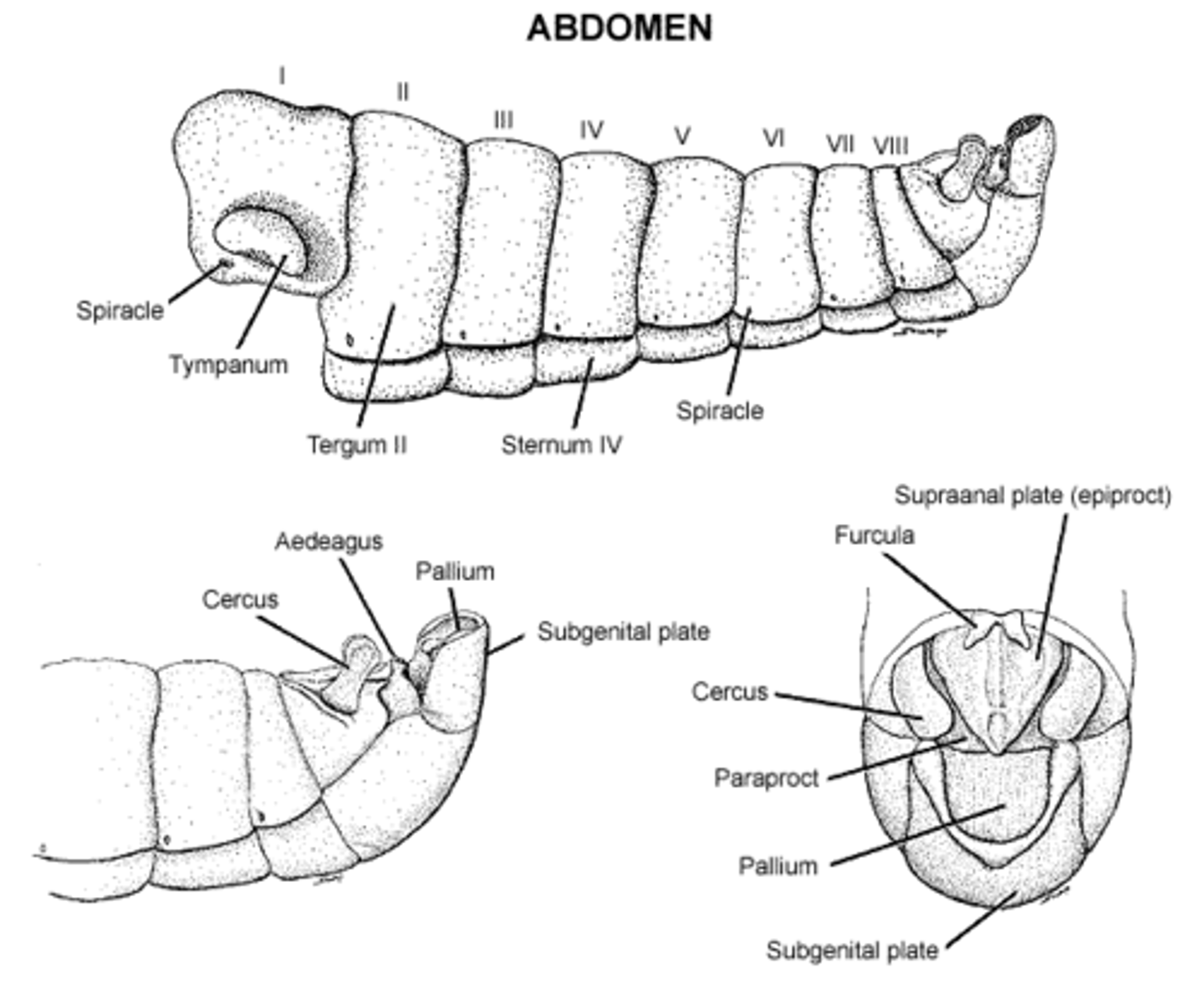 <p>male copulatory organ</p>