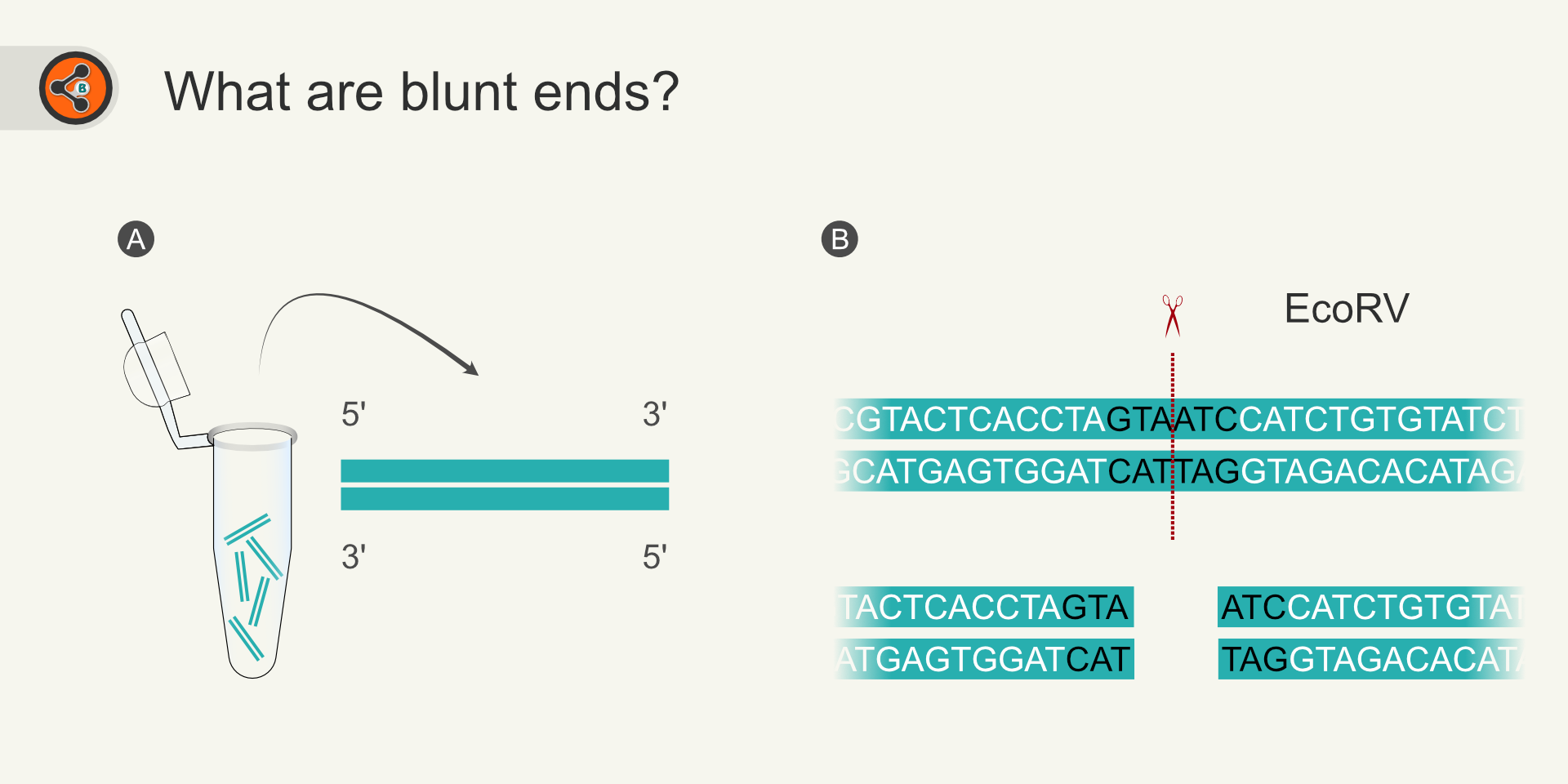 <p>Blunt Ends</p>