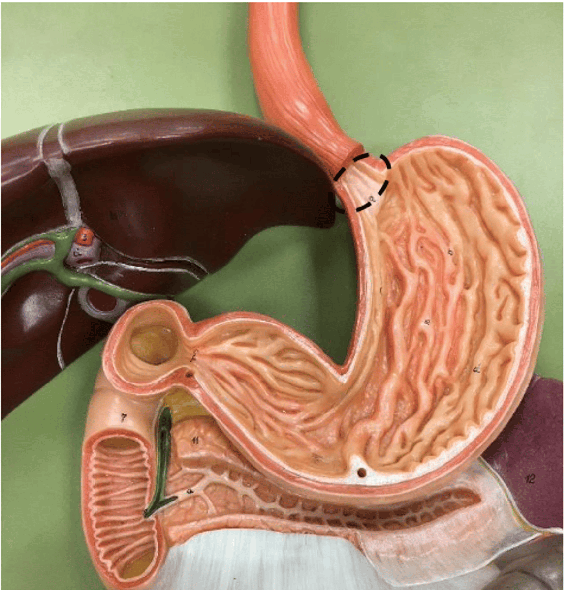 knowt flashcard image