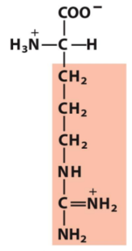<p>Identify this amino acid</p>