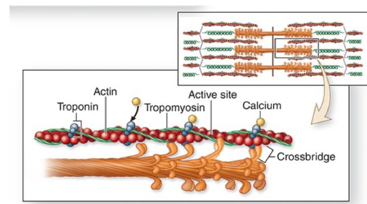 <p>when the active site of actin is exposed, what attaches to it? (step 3)</p>