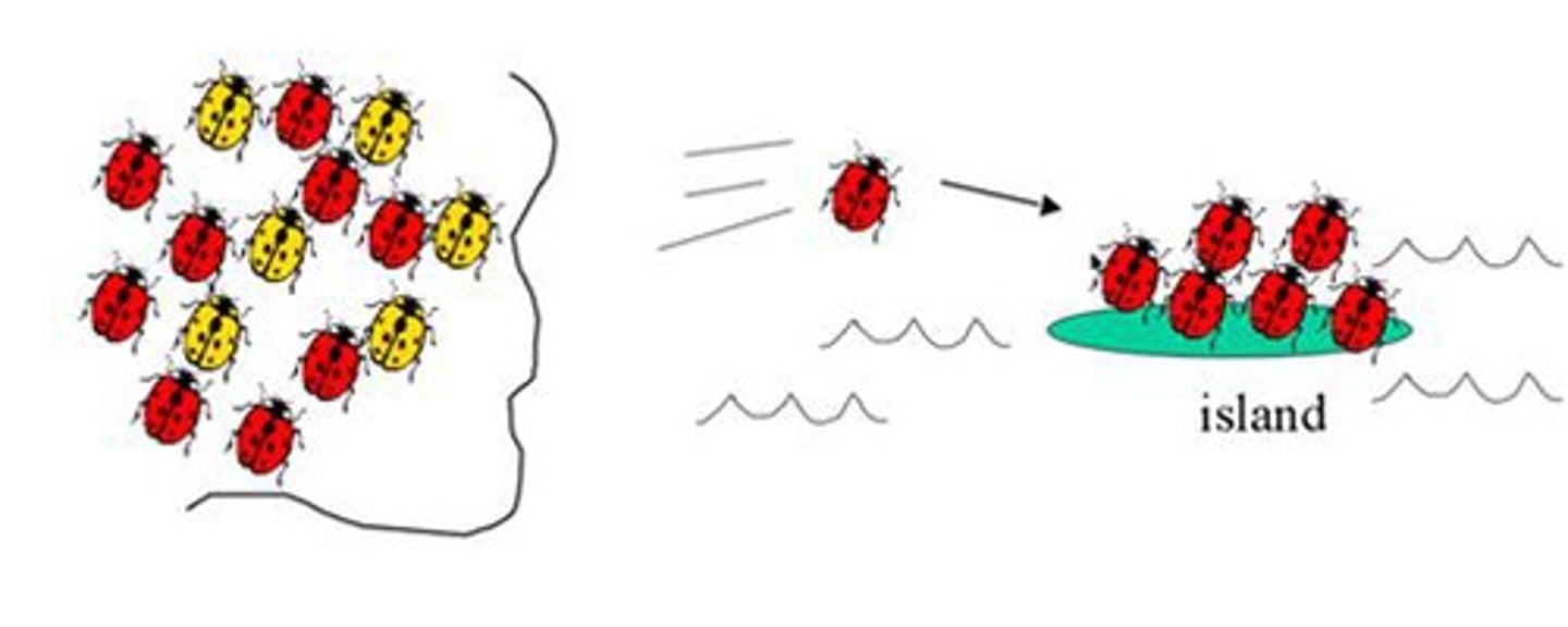 <p>A new colony is started by a few members of an original population in a new location. Allele frequencies of the new population are not representative of the allele frequencies of the original population and rare alleles may become fixed or lost.</p>
