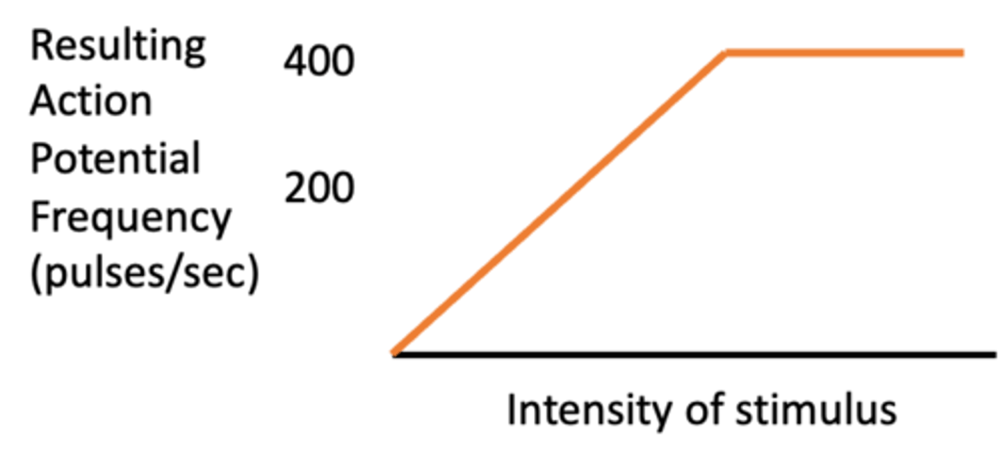 <p>400-500; any stimulus above this cannot be encoded</p>