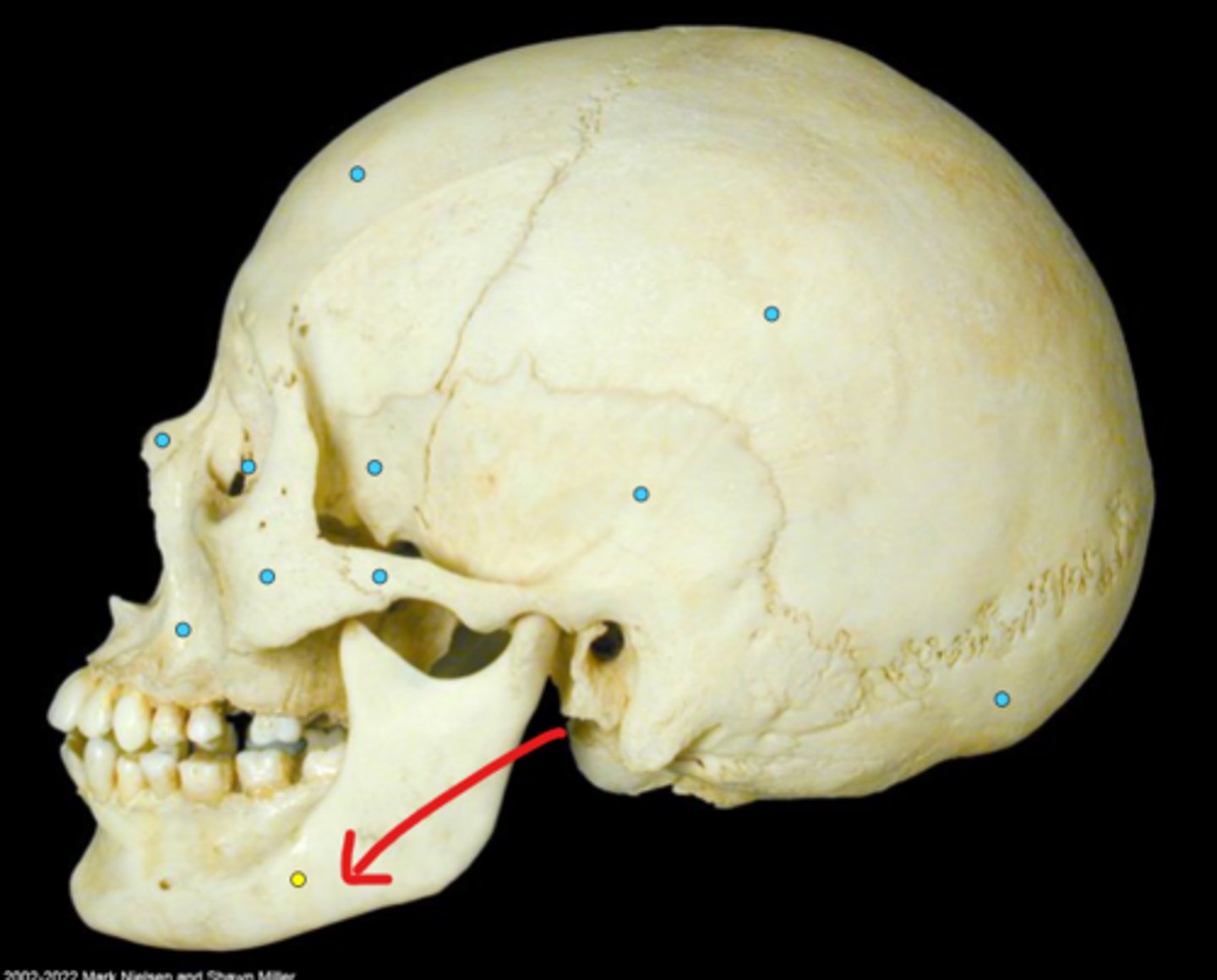 knowt flashcard image