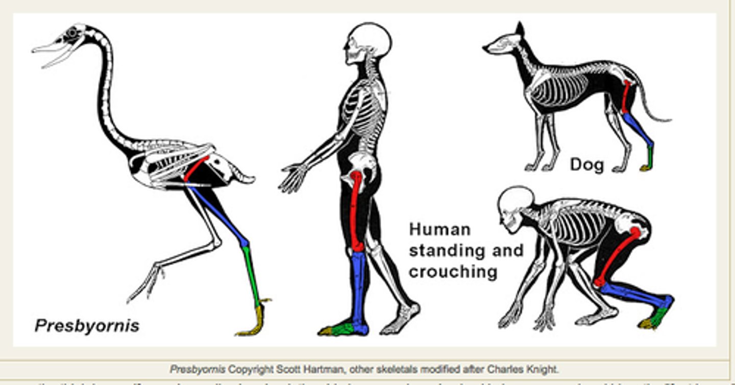 <p>the study of similarities and differences in the anatomy of different species</p>
