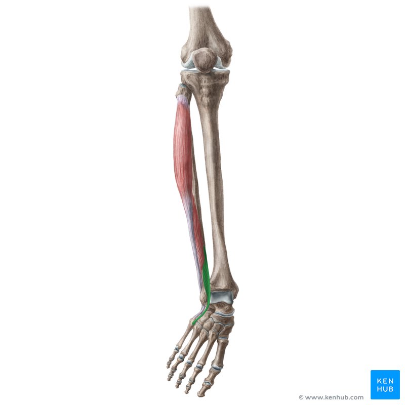 <p>Peroneus tertius nerve</p>
