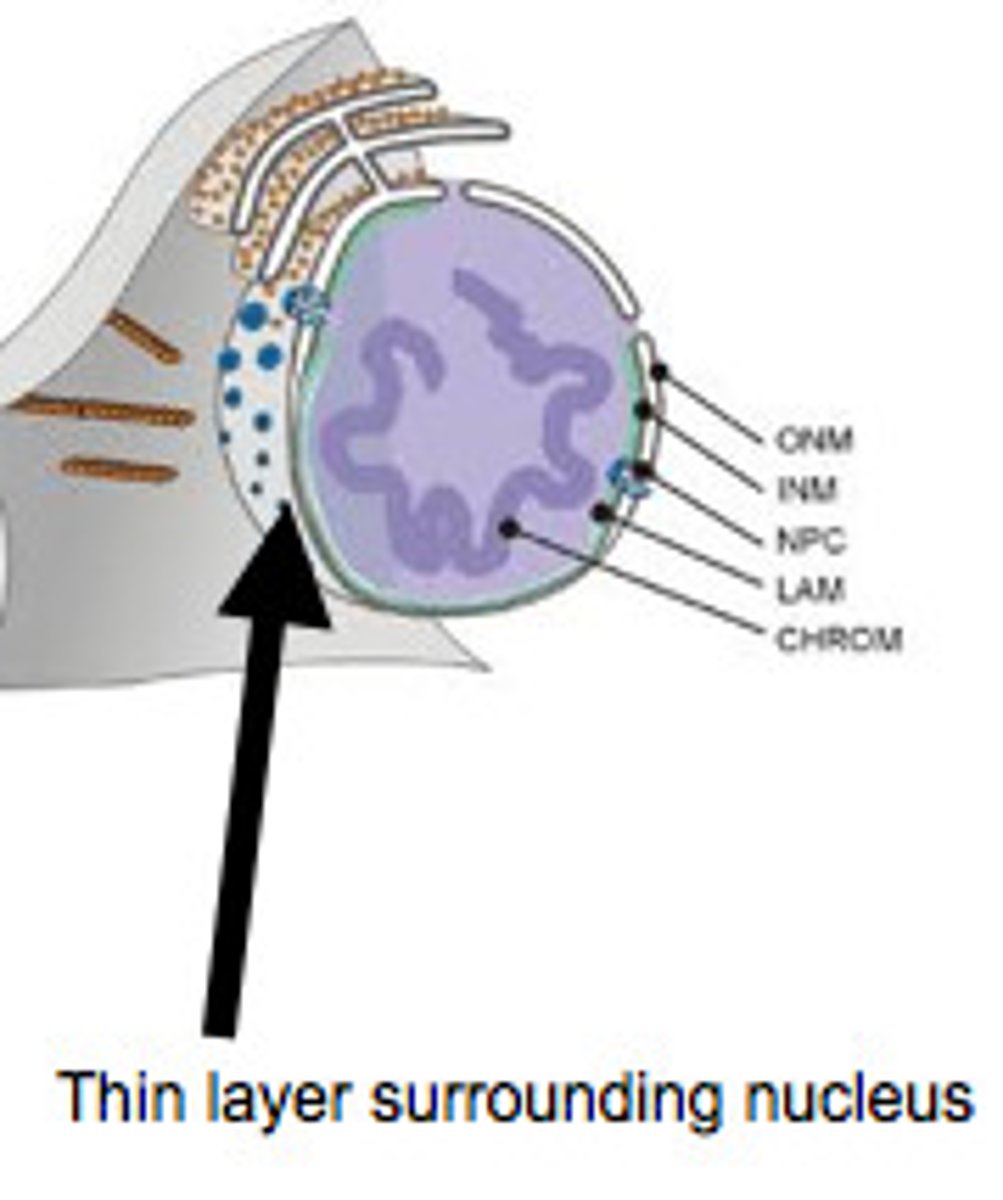 <p>Controls what goes in/out of the nucleus</p>