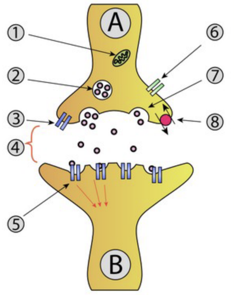 <p>5</p>