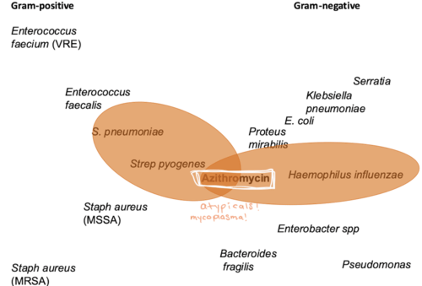 <p>"Jack of all trades but master of NONE" </p><p>- gram + </p><p>- gram -</p><p>- atypicals </p><p>- mycobacteria</p><p>- spirochetes</p><p>NO MRSA. enterococcus, psedomonas, bactereoides </p>