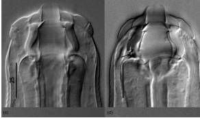 <p><span><strong><span>Cyathostominae AKA Small Strongyles, Redworms</span></strong></span></p><p><span><strong><span>Horse, bird</span></strong></span></p><p><span><strong><span>Caecom, colon glands</span></strong></span></p>