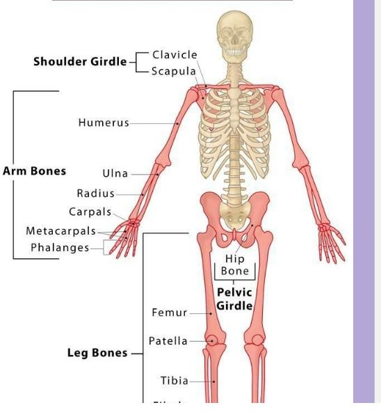 <p>-Attached to axial skeleton</p><ul><li><p>Pectoral Girdle </p></li><li><p>Pelvic Girdle</p></li><li><p>Upper and Lower extremities </p></li></ul><p></p>