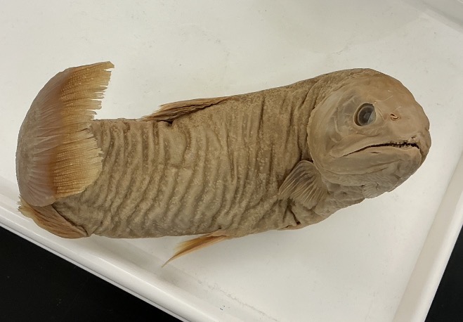 <p>Name the order</p>